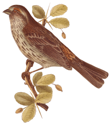 őszi állatok_54.png